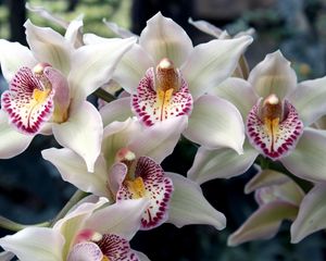 Preview wallpaper orchids, flowers, spotted, exotic