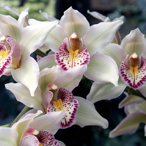 Preview wallpaper orchids, flowers, spotted, exotic
