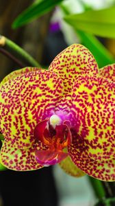 Preview wallpaper orchids, flowers, spotted, branch, exotic