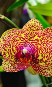 Preview wallpaper orchids, flowers, spotted, branch, exotic