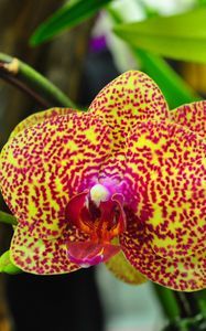 Preview wallpaper orchids, flowers, spotted, branch, exotic