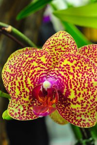 Preview wallpaper orchids, flowers, spotted, branch, exotic