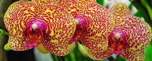 Preview wallpaper orchids, flowers, spotted, branch, exotic