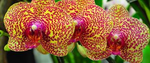 Preview wallpaper orchids, flowers, spotted, branch, exotic