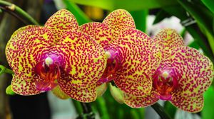 Preview wallpaper orchids, flowers, spotted, branch, exotic