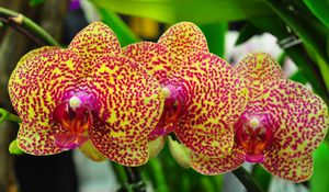 Preview wallpaper orchids, flowers, spotted, branch, exotic