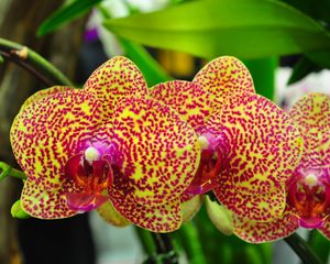 Preview wallpaper orchids, flowers, spotted, branch, exotic