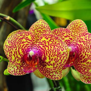 Preview wallpaper orchids, flowers, spotted, branch, exotic
