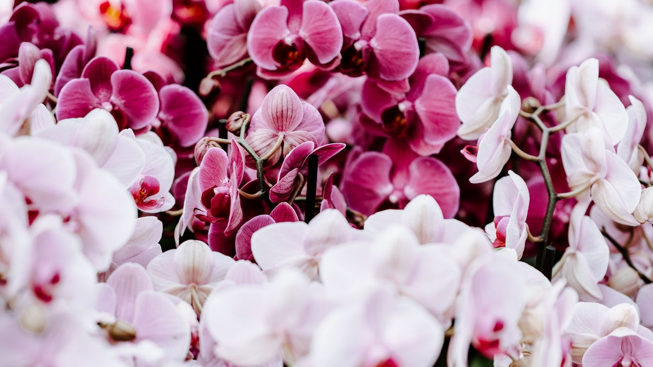 Wallpaper orchids, flowers, spring, delicate