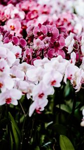 Preview wallpaper orchids, flowers, spring, delicate