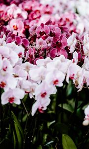 Preview wallpaper orchids, flowers, spring, delicate