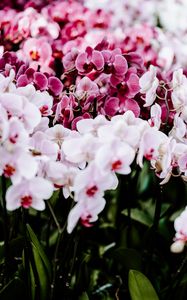 Preview wallpaper orchids, flowers, spring, delicate