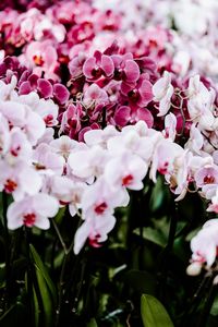 Preview wallpaper orchids, flowers, spring, delicate