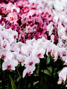 Preview wallpaper orchids, flowers, spring, delicate