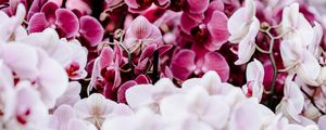 Preview wallpaper orchids, flowers, spring, delicate