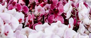 Preview wallpaper orchids, flowers, spring, delicate