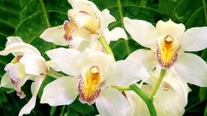 Preview wallpaper orchids, flowers, white, green, close-up