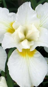 Preview wallpaper orchids, flowers, white, leaf, flowerbed