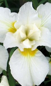 Preview wallpaper orchids, flowers, white, leaf, flowerbed