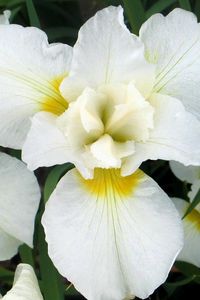 Preview wallpaper orchids, flowers, white, leaf, flowerbed