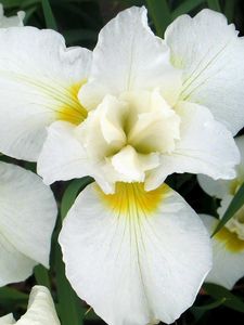 Preview wallpaper orchids, flowers, white, leaf, flowerbed