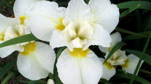 Preview wallpaper orchids, flowers, white, leaf, flowerbed