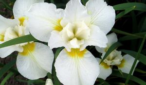 Preview wallpaper orchids, flowers, white, leaf, flowerbed