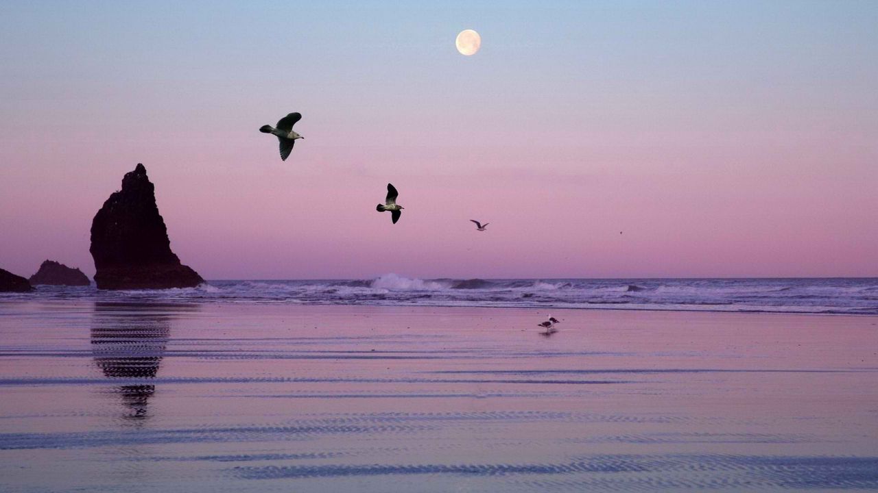 Wallpaper oregon, birds, lake