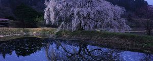 Preview wallpaper oriental cherry, twilight, flowering, lake, coast, branches, petals, surface