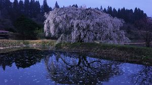 Preview wallpaper oriental cherry, twilight, flowering, lake, coast, branches, petals, surface