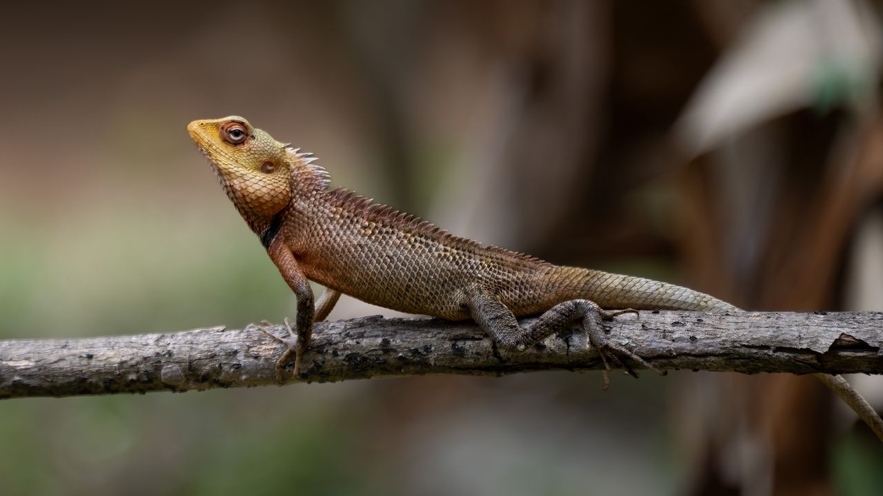 Wallpaper oriental garden lizard, lizard, branch, wildlife, blur