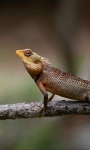 Preview wallpaper oriental garden lizard, lizard, branch, wildlife, blur