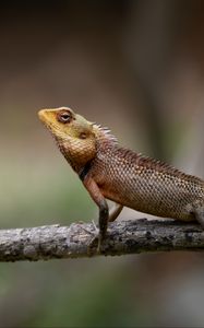 Preview wallpaper oriental garden lizard, lizard, branch, wildlife, blur