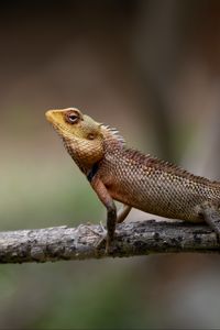 Preview wallpaper oriental garden lizard, lizard, branch, wildlife, blur