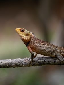 Preview wallpaper oriental garden lizard, lizard, branch, wildlife, blur