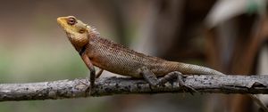 Preview wallpaper oriental garden lizard, lizard, branch, wildlife, blur