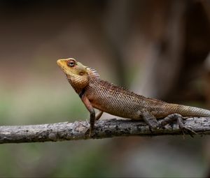 Preview wallpaper oriental garden lizard, lizard, branch, wildlife, blur