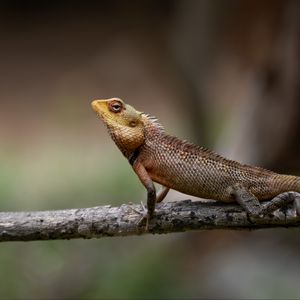 Preview wallpaper oriental garden lizard, lizard, branch, wildlife, blur