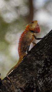 Preview wallpaper oriental garden lizard, lizard, tree, bark