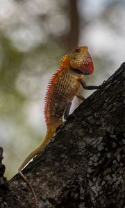 Preview wallpaper oriental garden lizard, lizard, tree, bark