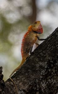 Preview wallpaper oriental garden lizard, lizard, tree, bark