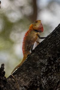 Preview wallpaper oriental garden lizard, lizard, tree, bark