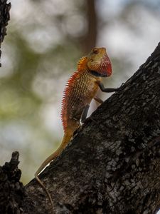 Preview wallpaper oriental garden lizard, lizard, tree, bark