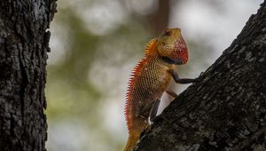 Preview wallpaper oriental garden lizard, lizard, tree, bark