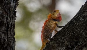 Preview wallpaper oriental garden lizard, lizard, tree, bark