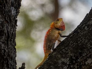 Preview wallpaper oriental garden lizard, lizard, tree, bark