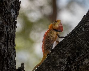 Preview wallpaper oriental garden lizard, lizard, tree, bark