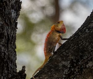 Preview wallpaper oriental garden lizard, lizard, tree, bark