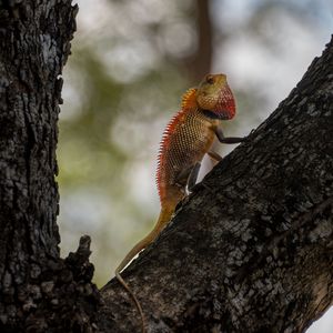 Preview wallpaper oriental garden lizard, lizard, tree, bark