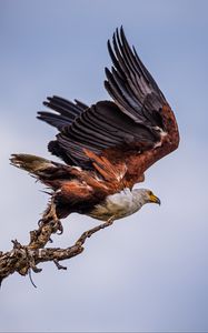 Preview wallpaper orlagn, bird, predator, branch, wings